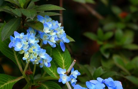 绣球花, 蓝色, 花, 植物, 灌木, 植物区系, 花香