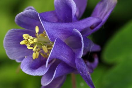 orlík, 花, 紫罗兰色, 春天, 宏观, 自然, 花园