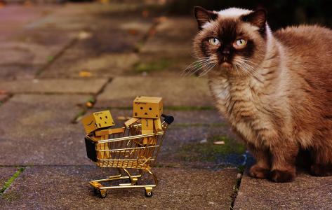 魄, 数字, 购物车, 购物, 猫, 很好奇, 英国短毛猫