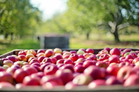苹果, 秋天, 秋天, 水果, 自然, 食品, 收获
