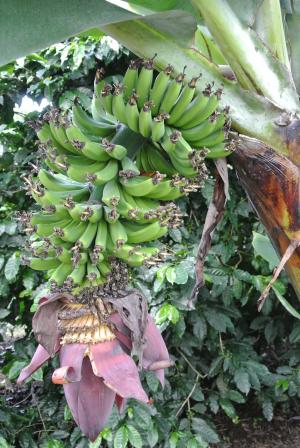 香蕉, 哥斯达黎加, 香蕉种植园