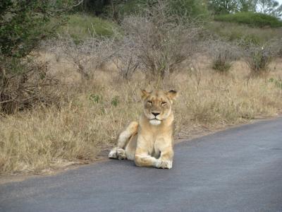狮子, 野生动物园, 动物, 野生, 非洲, 道路, 要求