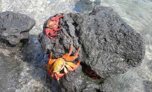 螃蟹, 海洋, 水, 岩石, 岛屿, 加拉帕戈, 厄瓜多尔