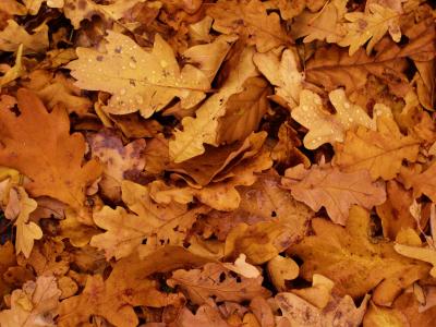 叶子, 秋天, 橡树, 叶子, 秋天的落叶, 棕色, 干枯的树叶