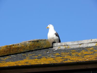鸟, 屋顶, 圣米歇尔, 法国, 海鸥, 动物, 海