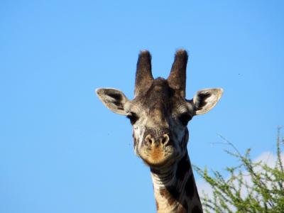长颈鹿, 野生动物园, 非洲