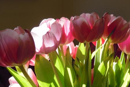 郁金香, 花, 花, 自然, 植物, 春天, 颜色
