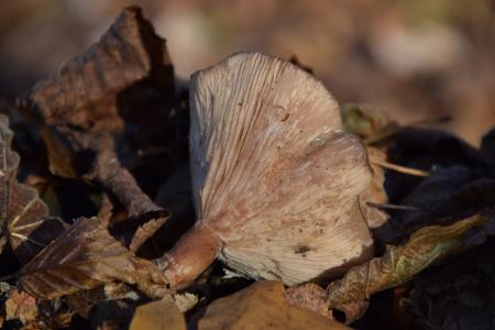 蘑菇, 森林的地面, 秋天, 森林蘑菇, 自然, 层状, 棕色
