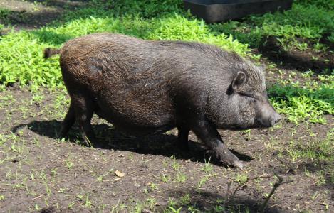 小型猪, 猪, 国内的猪, 家养猪, 动物, 茶杯猪, 动物世界
