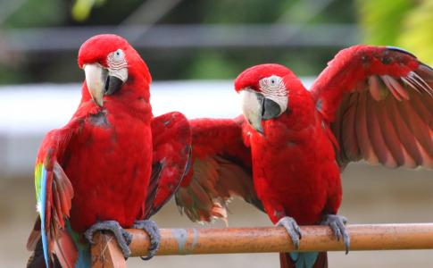 鸟类, 金刚鹦鹉, 热带鸟, 动物, 红色, 委内瑞拉