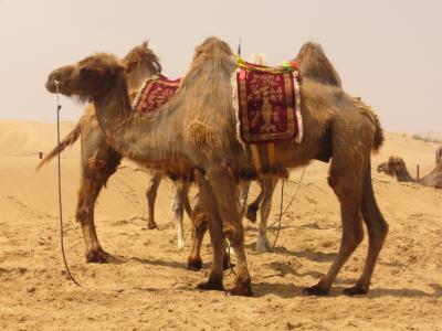 骆驼, 沙漠, 沙子, 沙漠的船, 骑