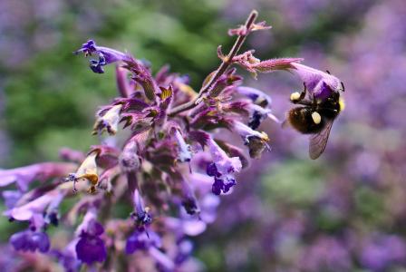 大黄蜂, 紫色, 花, 授粉