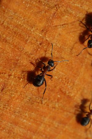 蚂蚁, 详细, 木材, 自然, 动物, 生活