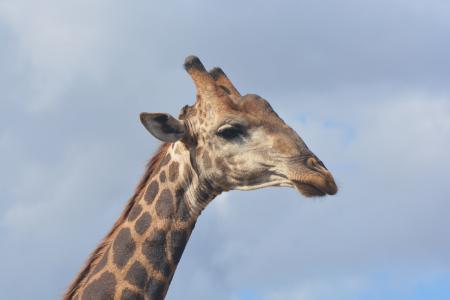 长颈鹿, 克鲁格国家公园, 野生动物园, 野生动物