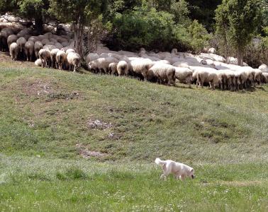 放牧绵羊, 羊, 波兰, 行政区, 寻找绿荫, 阴影, 夏季