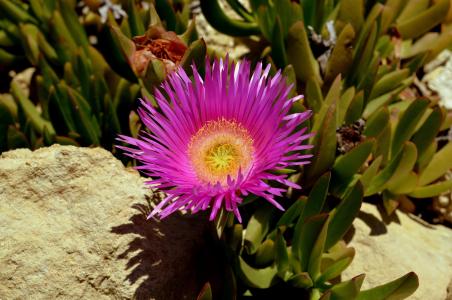 花, 澳大利亚灌木花, 紫色, 开花, 绽放, 紫色的小花, 野生花卉