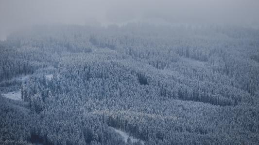 森林, 覆盖, 雪, 树木, 植物, 自然, 雾