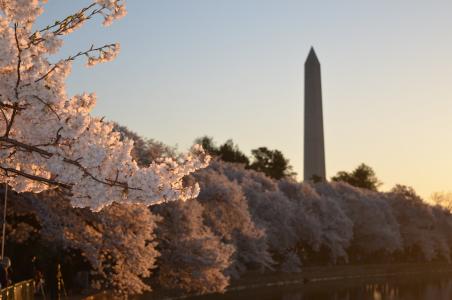 白色, 樱花, 附近的, 华盛顿, 纪念碑, 蓝色, 天空