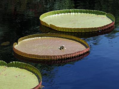 青蛙, 百合, 垫, 水, 绿色, 自然, 池塘