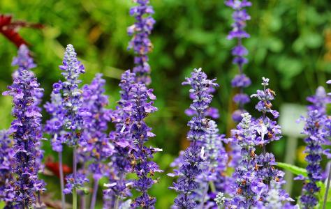 鼠尾草, 植物, 紫色, 药用植物, 绿色, 花, 治疗圣人