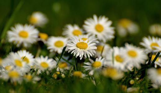 黛西, 草甸, 绽放, 花, 春天, 白色, 自然