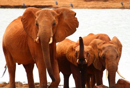 大象, 野生动物园, 非洲
