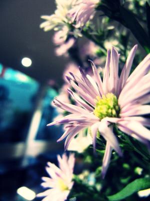 花, 白色, 植物, 美, 开花, 背景
