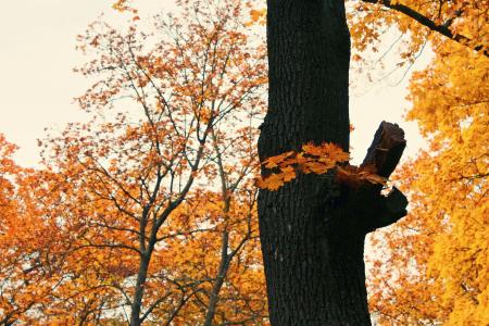 秋天, 每年的时候, 自然, 树, 森林, 心情, 分支机构