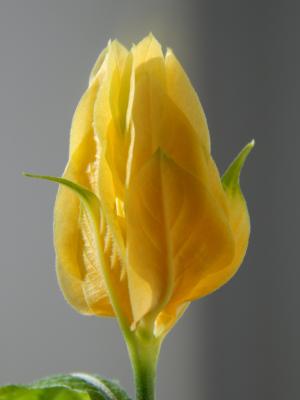 pahistahis, 一朵黄花, 花蕾, 花, 美丽的花, 宏观, 花
