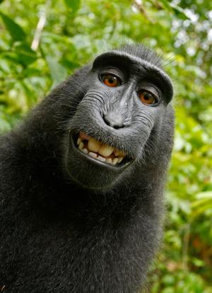 动物, 西里伯斯海凤头猕猴, 有趣, 快乐, 猕猴黑, 猕猴, 猴子