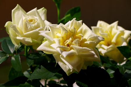 玫瑰, 开花, 绽放, 白色, 黄色, 自然, 花