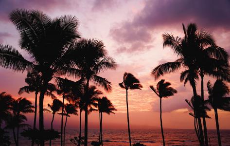 海滩, 云彩, 椰子树, 黎明, 黄昏, 田园, 岛屿