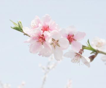 桃花开, 风景, 花, 自然, 粉红色的颜色, 分公司, 树