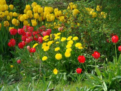 花, 郁金香, 花坛, 春天的花朵, 自然, 花, 植物