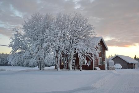 拉普兰, 瑞典, 雪, 景观, 冬天, 低温, 树