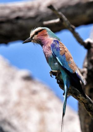 丁香扣辊, 鸟, 南非, 克鲁格公园, 动物