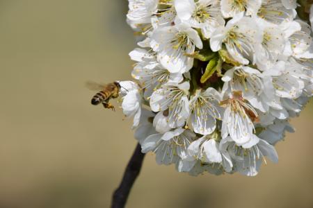 樱花, 蜜蜂, 授粉, 花, 关闭, 春天, 昆虫