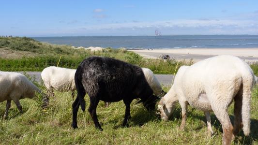 动物, 羊, 吃草, 沙丘, 沿海植被, 自然, 黑色