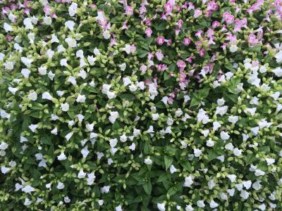花, 白色, 小花, 粉色, 大津公园, 横须贺, 日本