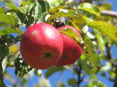 树上苹果, 苹果, 红色, 水果, 维生素, 健康, 成熟
