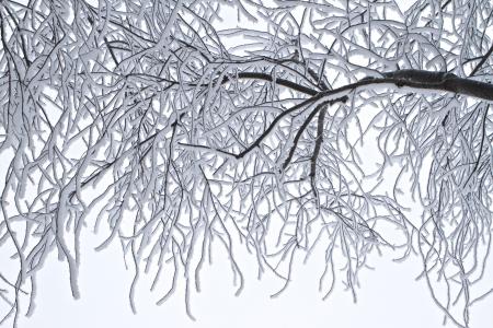 树木, 弗罗斯特, 冬天, 感冒, 景观, 冰, 户外