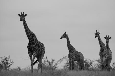 野生动物园, 长颈鹿, 非洲, 野生动物
