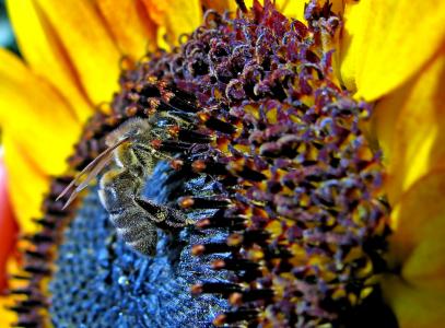 蜜蜂, 向日葵, 夏季, 植物, 特写, 生活自然, 菜园