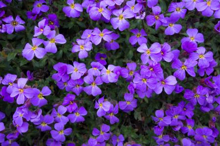 花, 紫色, 夏季, 春天, 背景, 植物, 自然