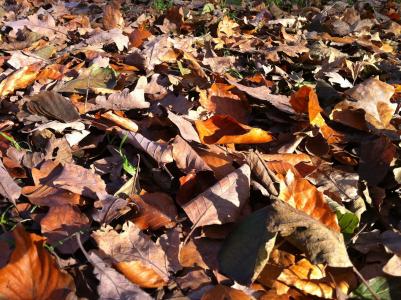 叶子, 秋天的树叶, 森林的地面, 秋天的树林, 金色的秋天, 多彩, 秋天的颜色