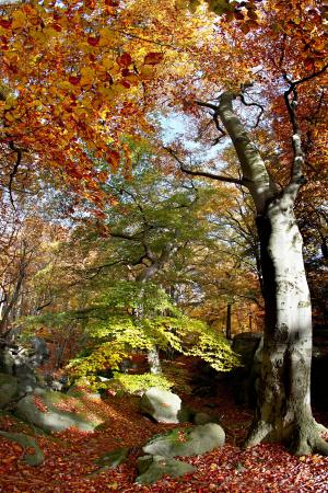 山毛榉, 森林, 秋天, 自然, 树, 光, 秋天的落叶