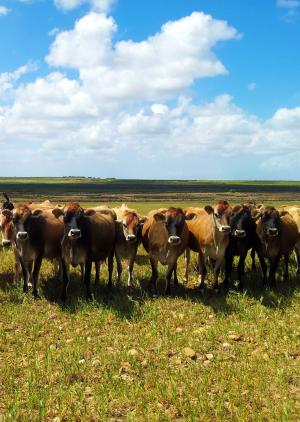 南非, 农场, 农业, 牛, 母牛, 农村, 风景名胜