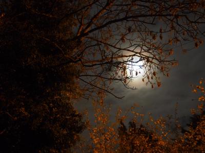超级月亮, 11 月, 2016, 月亮, 树, 自然, 秋天