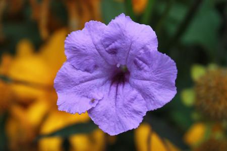 紫色的小花, 植物, 花园, 自然, 花, 叶, 特写