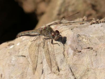 蜻蜓, 虫 trithemis, 岩石, 详细, 有翅膀的昆虫, 昆虫, 自然